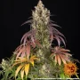 Насіння конопель Lemon Cherry Gelato від Barney's Farm